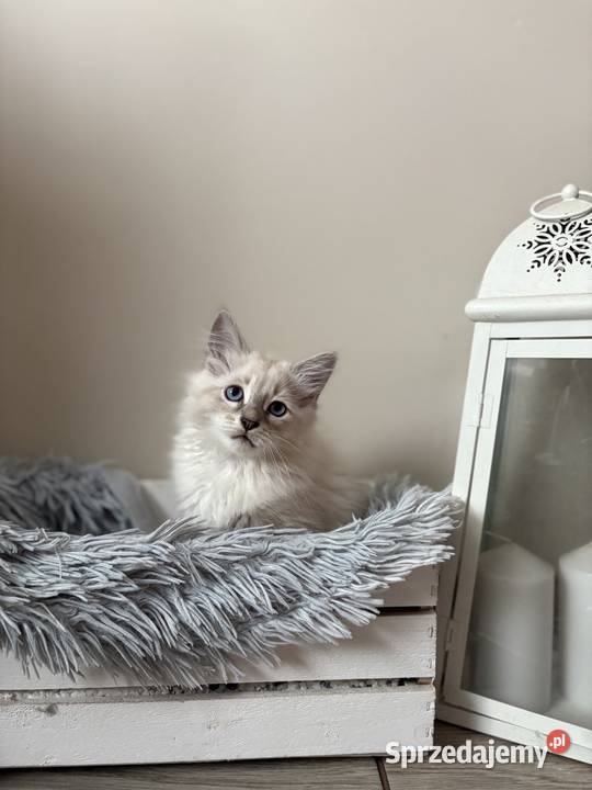 Kocurek Neva Masquerade wielkopolskie Kępno sprzedam