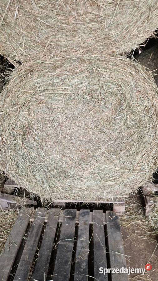 Siano pogodne z sianych łąk Bele 120na135