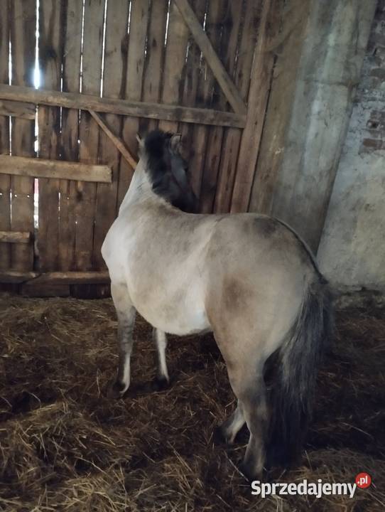 Konik polski Winowno