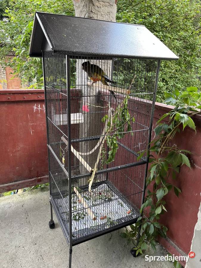 Papuga patagonka młoda Sierosław