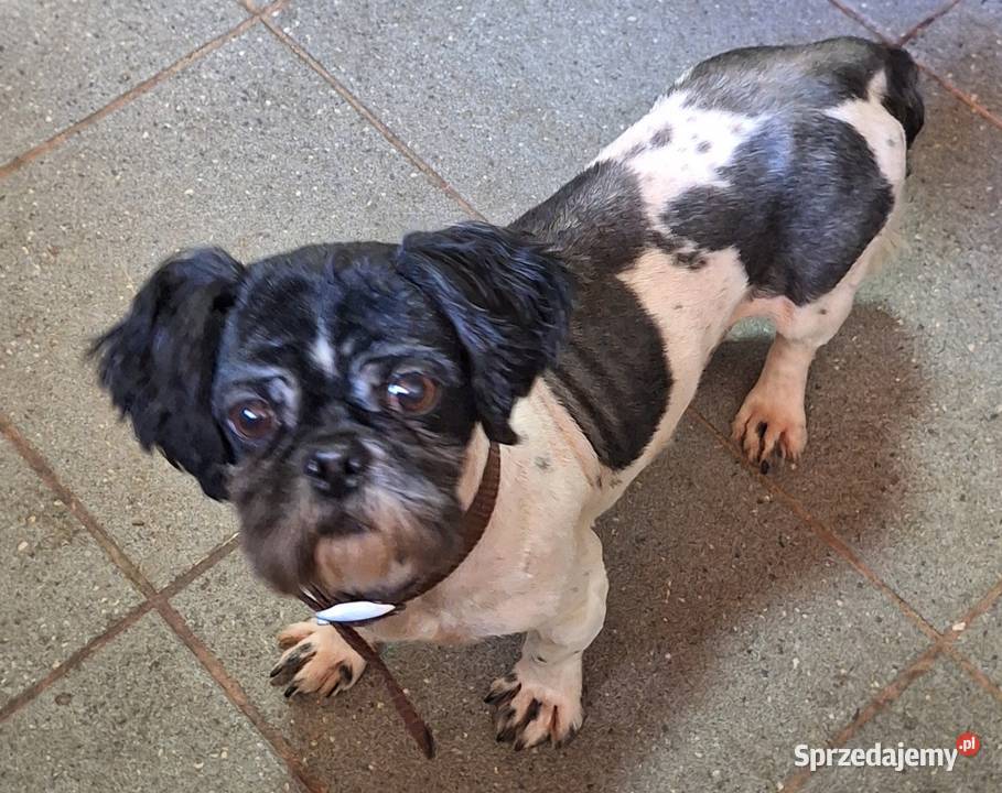 Shih tzu z rodowodem I uprawnieniami Gniezno