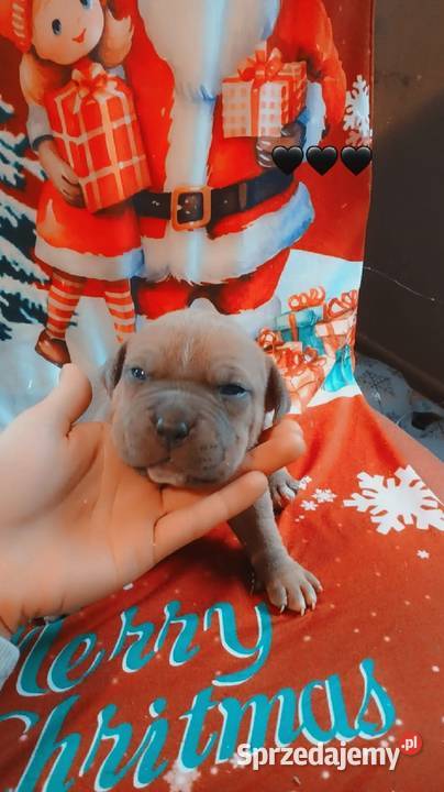 Amstaff Zapowiedź Miotu Radomsko sprzedam
