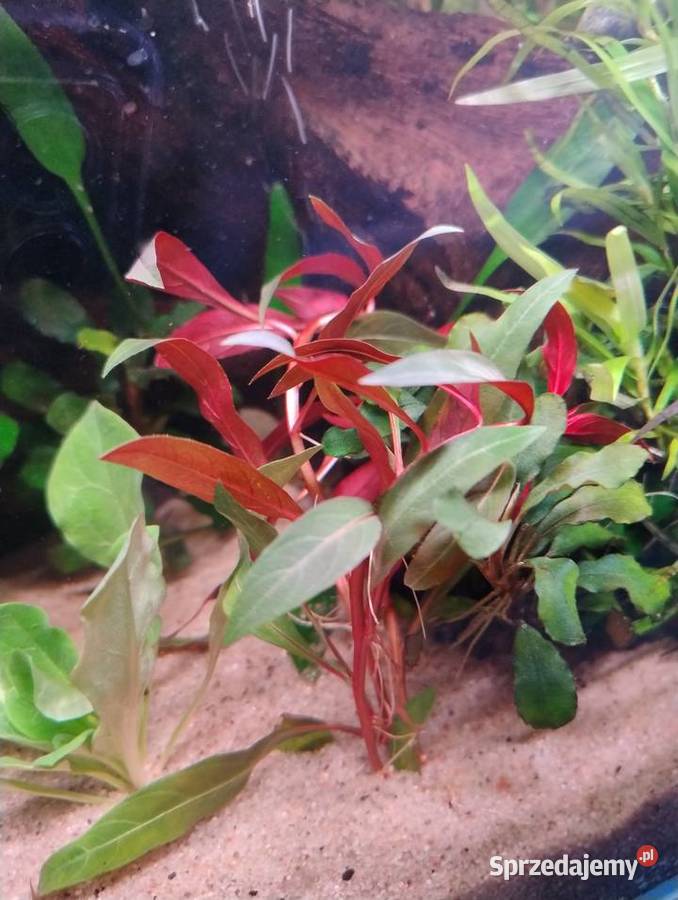 Rośliny do akwarium Bucefalandra Reinecki Kielce sprzedam