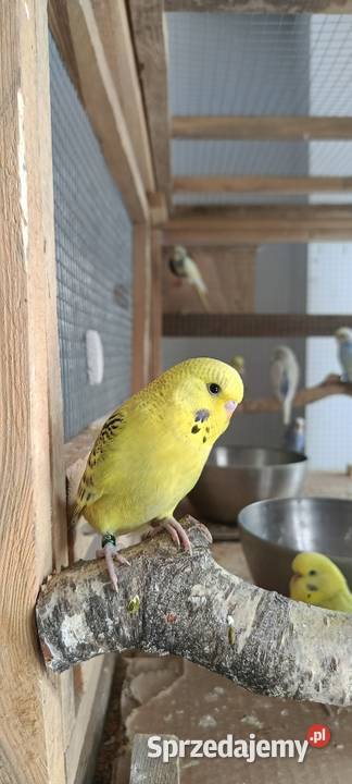 Faliste TCB żółte 26 r Ptaki Ptaki Wąsosz