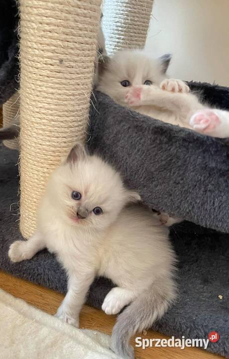 Przepiękne kocięta rasy Ragdoll z rodowodem mazowieckie Warszawa