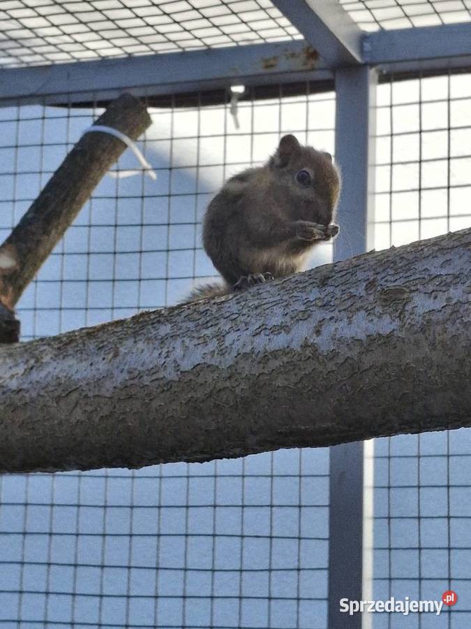 Wiewiorka chińska Pionki sprzedam