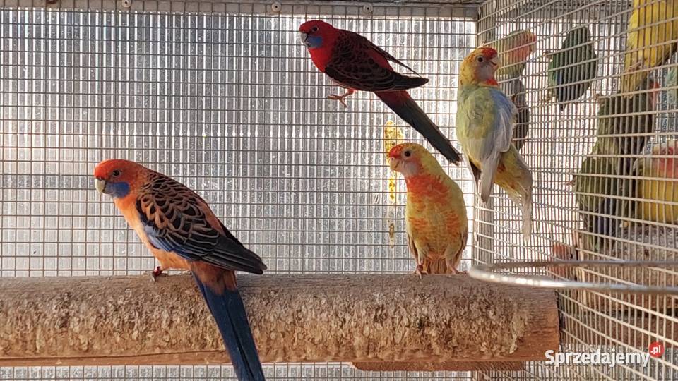 Rozelle królewskie pary lęgowe dorosłe ptaki Czarnocin sprzedam