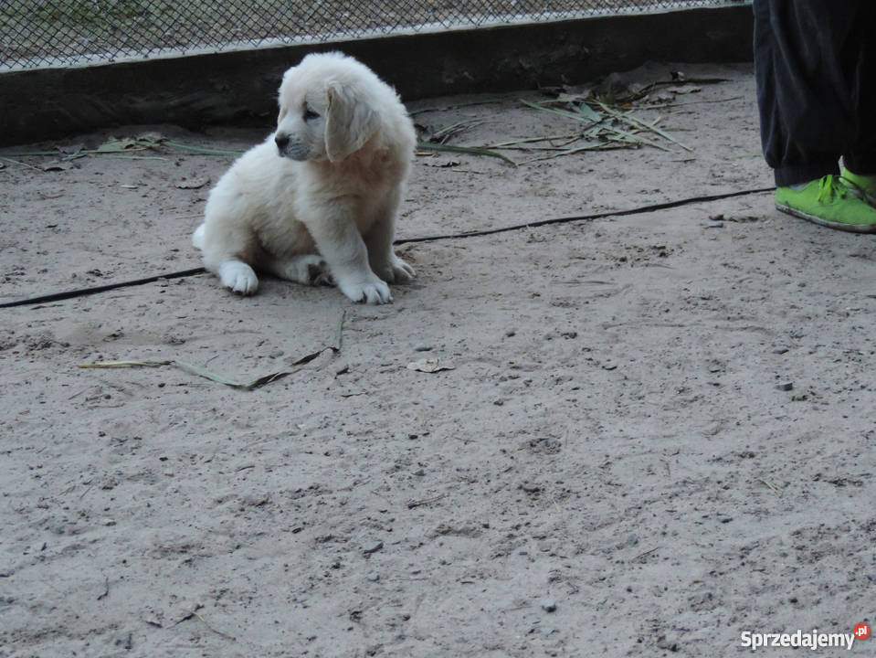 Owczarek podhalański owczarki podhalańskie Chęciny sprzedam