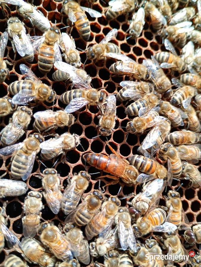 Odkłady pszczele Rodziny pszczele Ramka Dadant małopolskie Kraków sprzedam