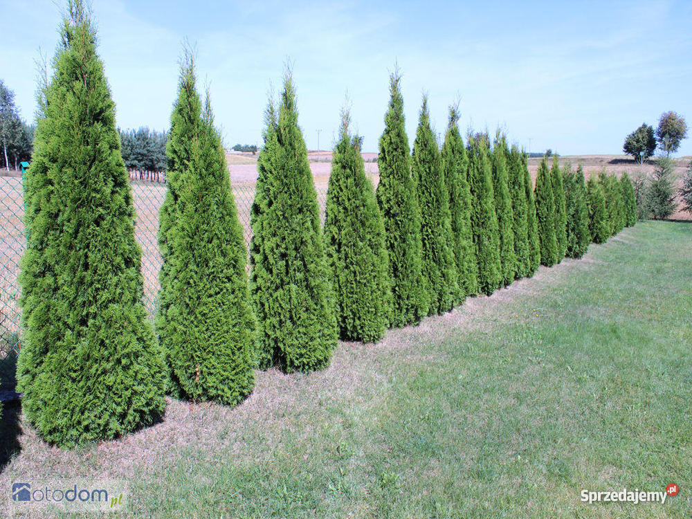 DOM 120 WARSZAWY Mława