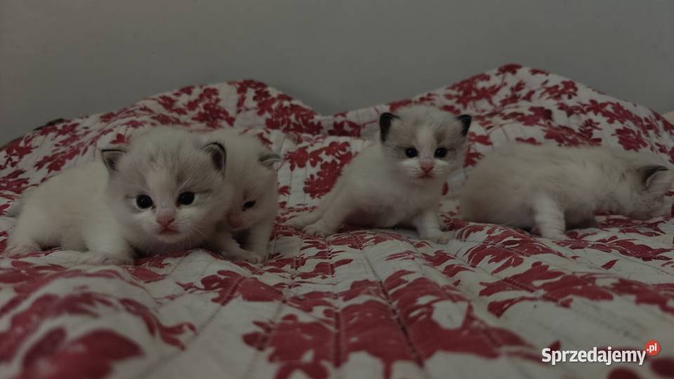 Cudowne kociaki Ragdoll Championie FPL rodowód Lublin