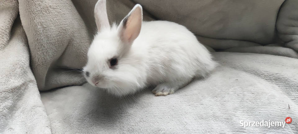 Królik miniaturka Soborzyce