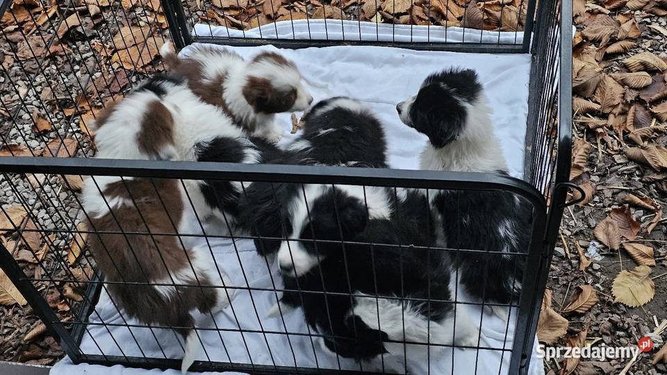 Border collie szczenięta z rodowodem gotowe do Pozostałe Radom