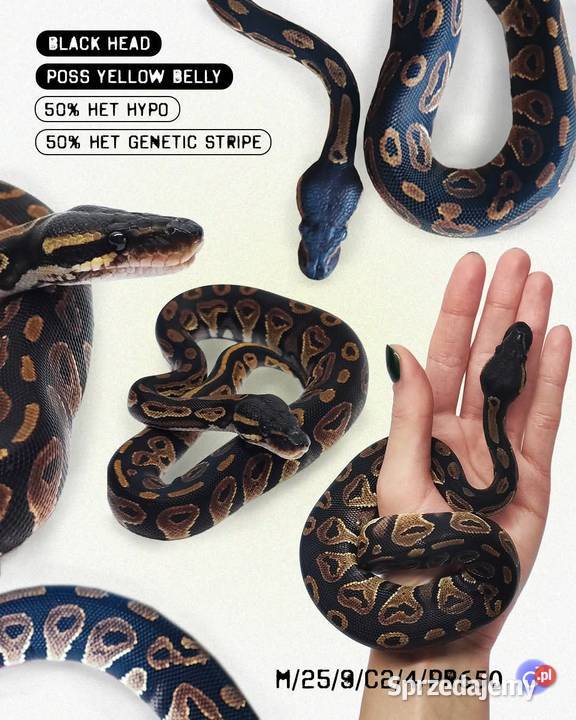 Pyton Królewski Warszawa sprzedam