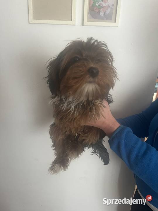 Piesek jork świętokrzyskie Starachowice