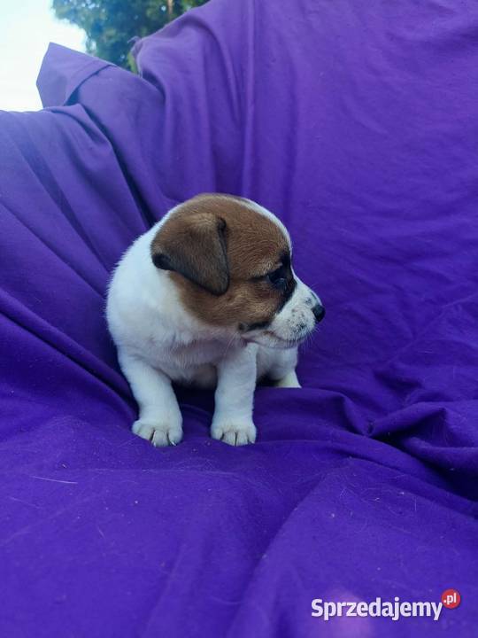 Wzorcowy Jack Russell Terrier JRT piękna budowa Krapkowice