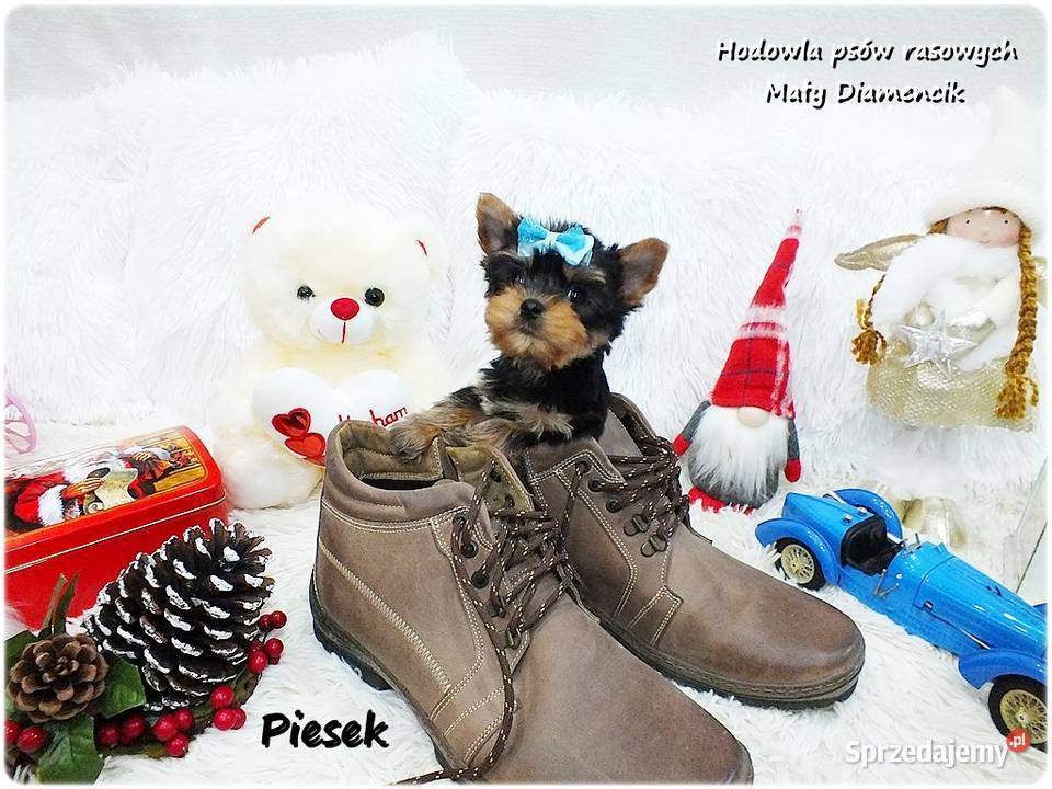 Mini XS Malutki Piesek Yorkshire Terrier Do Żary