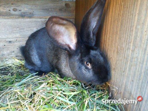 królika rasy Belgijski Olbrzym wielkopolskie sprzedam