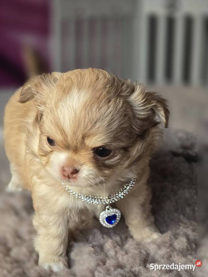 Chihuahua Biszkoptowy piesek Xxs śląskie sprzedam