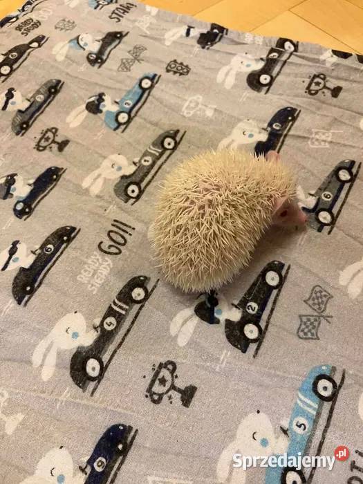 Jeż pigmejski albinos samiec śnieżnobiały maluch