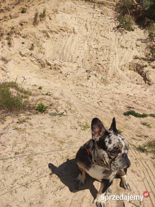 Buldog francuski Marley Mikołajki