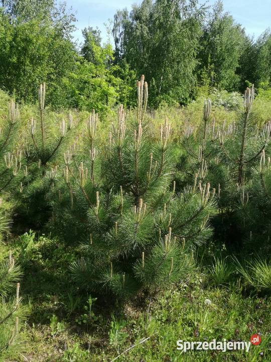 sosna czarna duże drzewka kopana likwidacja Puławy