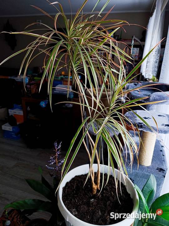 dracena obrzeżona do pilnej sprzedaży Poznań