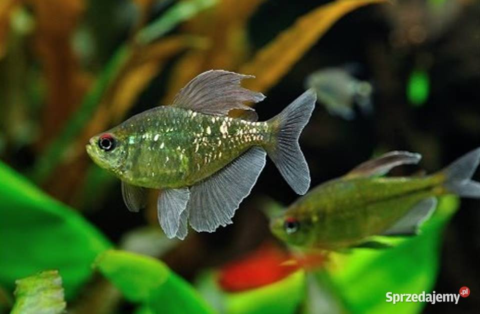 Błyszczyk brylantowy Moenkhausia pittieri Gdańsk