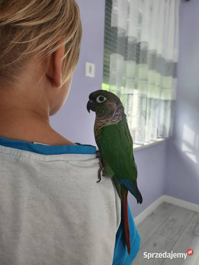 Rudosterka ręcznie karmiona Gostyń