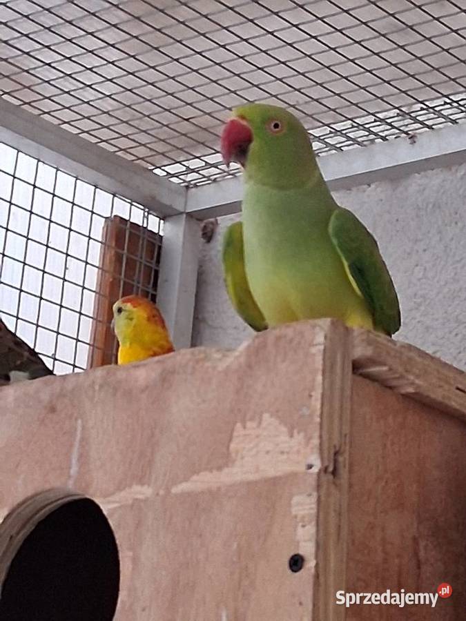 Sprzedam Papugi