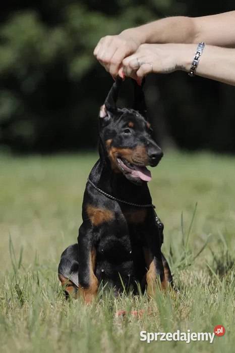 Wspaniałe szczenięta rasy doberman Warszawa