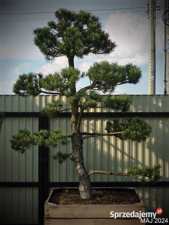 Drzewko Bonsai niwaki Sosna Mugo 275 Puis Skierniewice