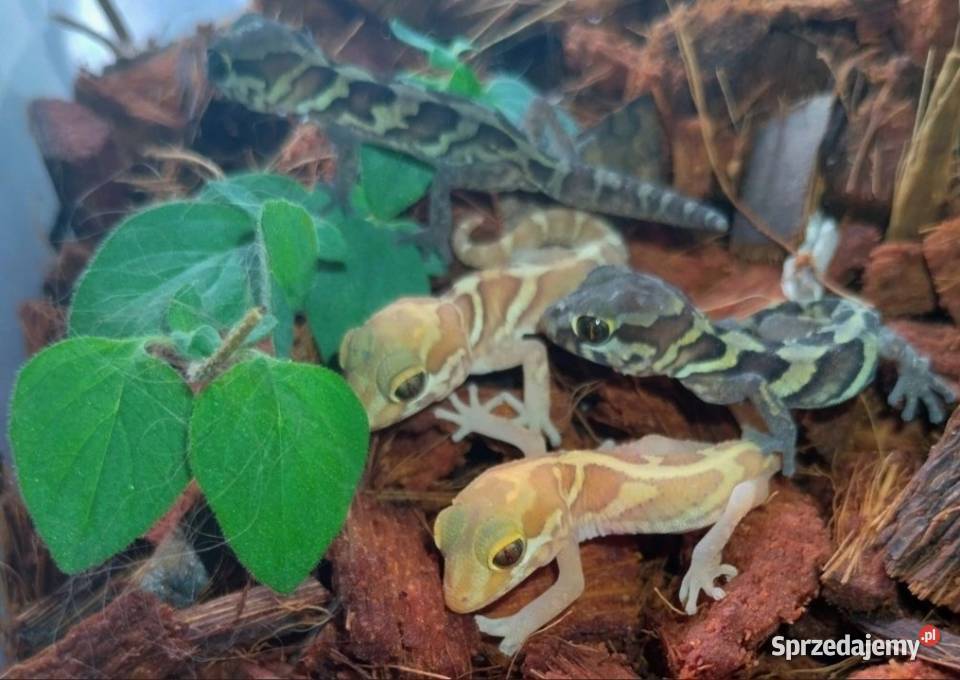 Gekony madagaskarskie Pareodura picta Gady i płazy śląskie Pisarzowice