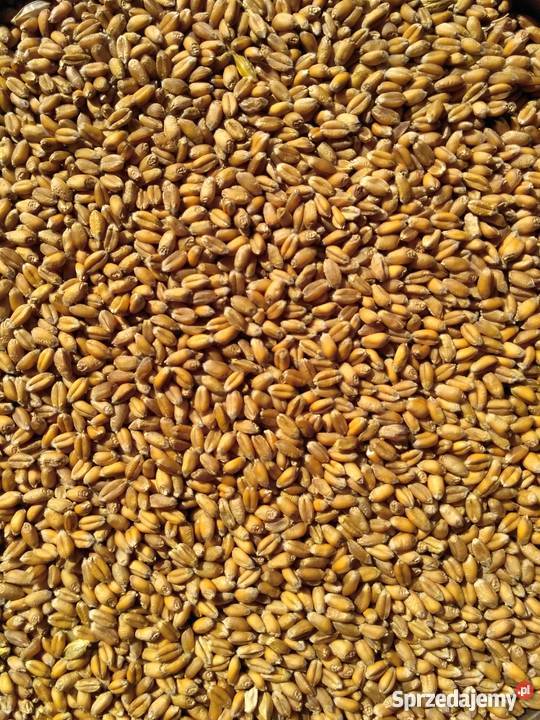 Pszenica ozima Elixer Kępa Lubawska