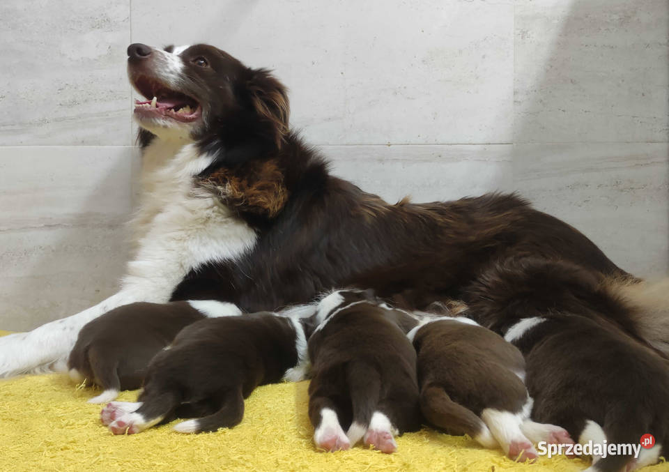 Rasowy pies Border Collie z pełną dok przebadani Iwonicz