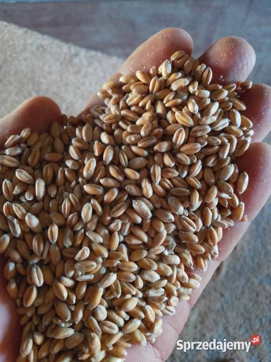 Pszenica ozima Pozostałe Stasin