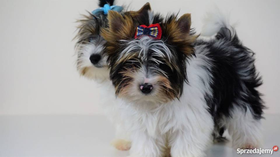 Biewer Yorkshire Terrier z metrykami ZKwP FCI Poddębice