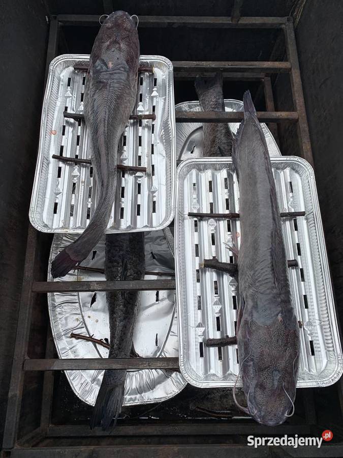 Ryby wędzone na gorąco