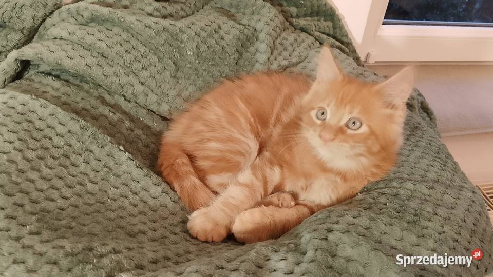 Kocurek Maine Coon Rodowód FPL