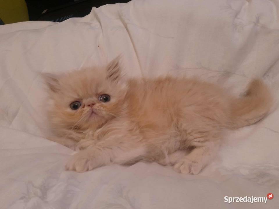 Kotka perska biszkoptowa Szyk