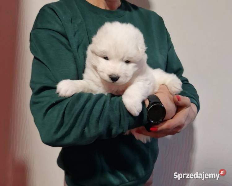 Rasowe szczeniaczki Samoyed Hodowla Pola warmińsko-mazurskie Iława