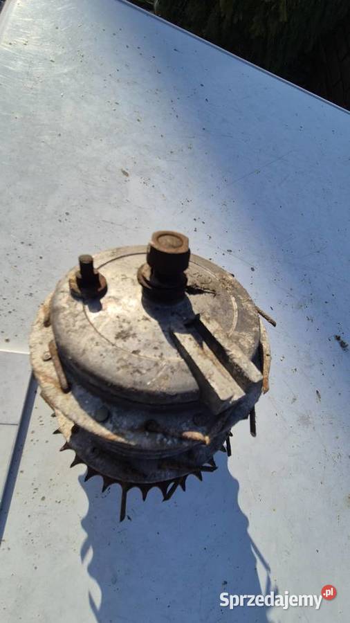 Komar piasta podlaskie Hryniewicze