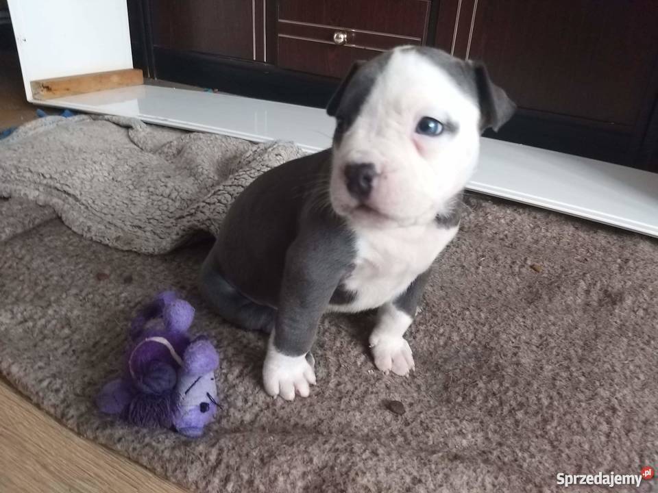 Miot Pieknych Amstaff Blue Silne Szczeniaki Zwierzęta Gdańsk
