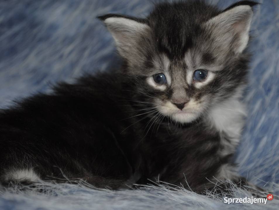 Kociaczki maine coon Brzezia Łąka