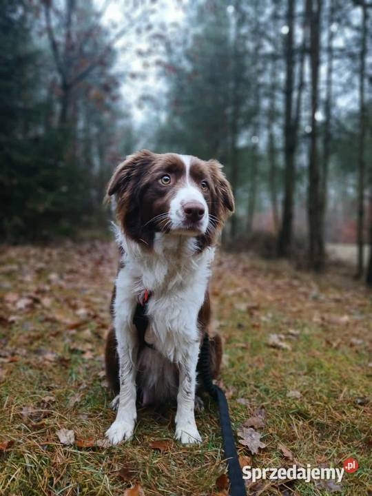 Bordel colie szczeniaki sunie pieski pomorskie Sierakowice
