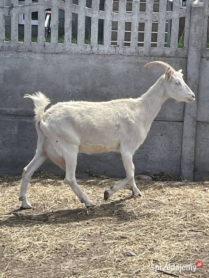 Sprzedam dobrą kozę Wilkowiecko