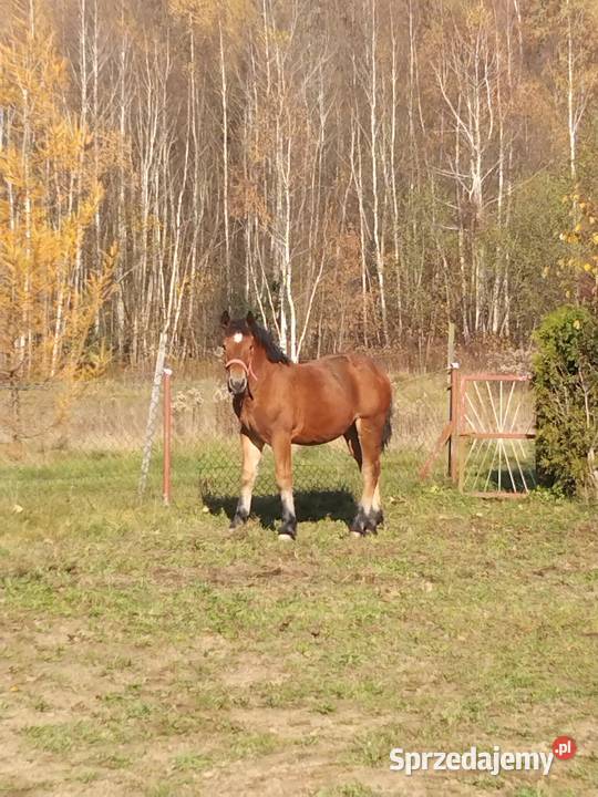 Sprzedam źrebicę i ogierka Gogołów sprzedam