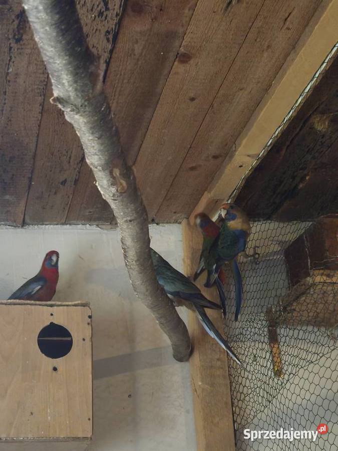 Rozelle królewskie sprzedam