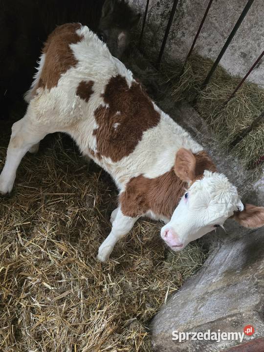 Siano Słoma Zamian na cielęta klacz Zboże Jare Trawy, słoma Dąbrowa Tarnowska