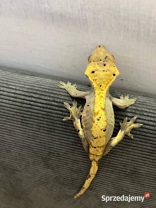 Gekon Orzęsiony samiec Dalmatian dorosły bicolor Bielsko-Biała